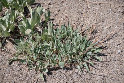 Eriogonum elatum, photographed by Tim Messick
