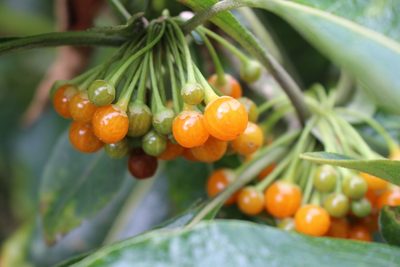 Iochroma arborescens, photographed by Jake Rehage