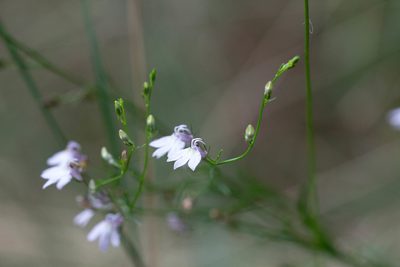 Lobelia nuttallii, photographed by Jessica