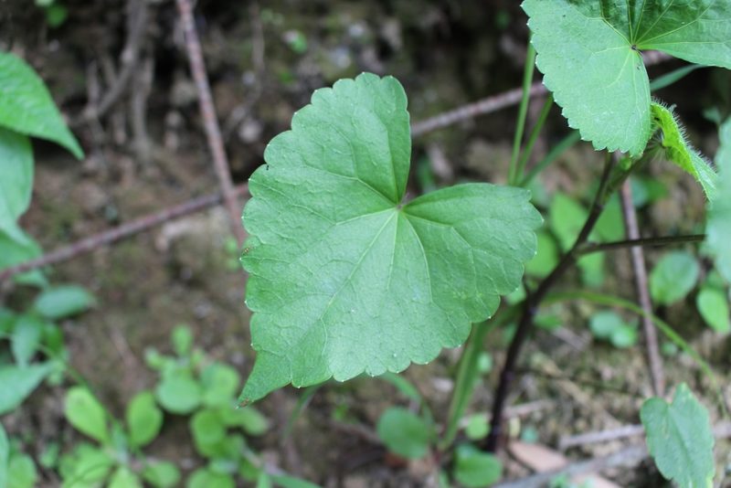 Spananthe paniculata, photographed by Jake Rehage