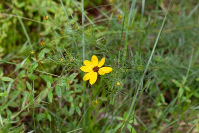 Coreopsis pulchra, photographed by Jessica