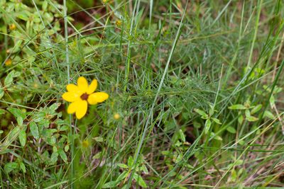 Coreopsis pulchra, photographed by Jessica