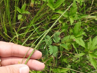 Rottboellia campestris, photographed by Sam Kieschnick