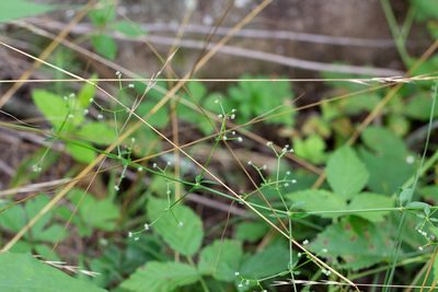 Galium pilosum, photographed by Jessica