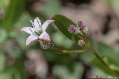 Kelloggia galioides, photographed by Tim Messick