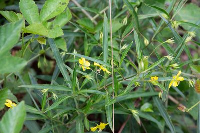 Lysimachia lanceolata, photographed by Jessica