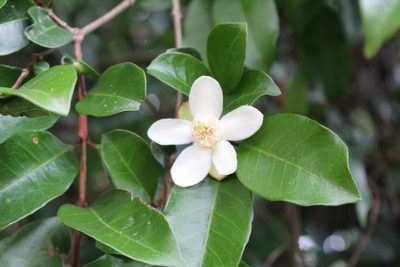 Psidium friedrichsthalianum, photographed by Jake Rehage