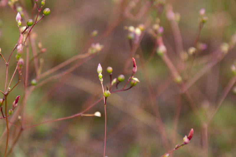 Phemeranthus mengesii, photographed by Jessica