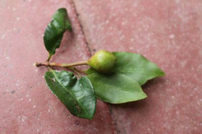Psidium friedrichsthalianum, photographed by Jake Rehage