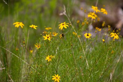 Coreopsis pulchra, photographed by Jessica