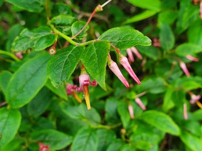 Vaccinium erythrocarpum, photographed by Will Kuhn