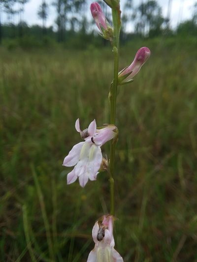 Lobelia floridana, photographed by Will McFarland