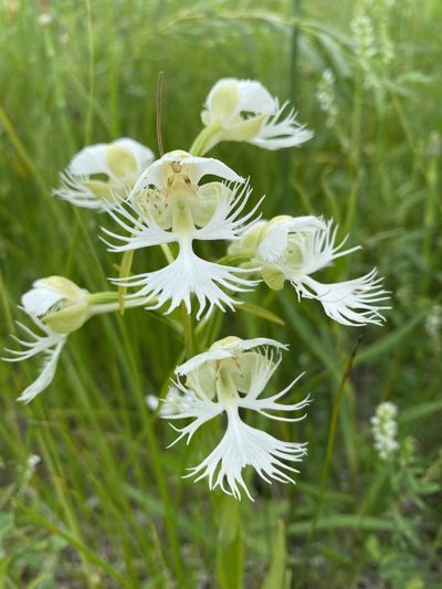 Platanthera praeclara, photographed by Owen McElroy