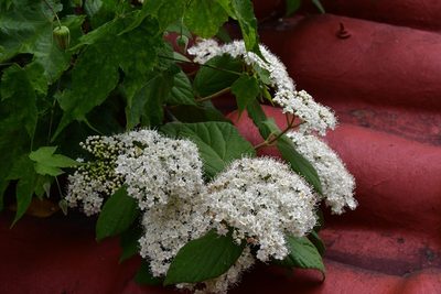 Viburnum jucundum, photographed by Neptalí Ramírez Marcial