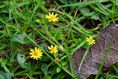 Melampodium montanum, photographed by Neptalí Ramírez Marcial