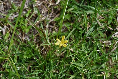 Sisyrinchium angustissimum, photographed by Neptalí Ramírez Marcial