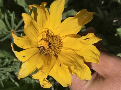 Wyethia amplexicaulis, photographed by Luke Padon