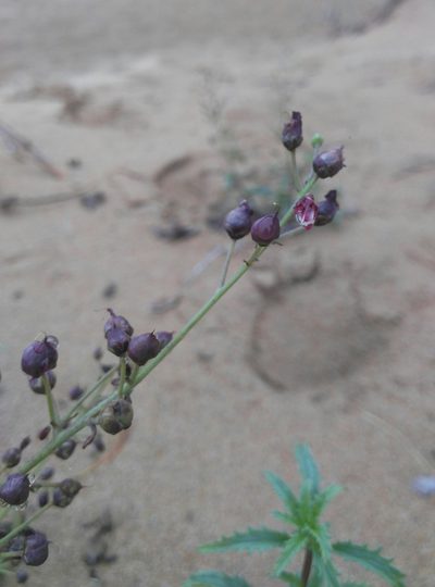 Scrophularia incisa, photographed by Юлия