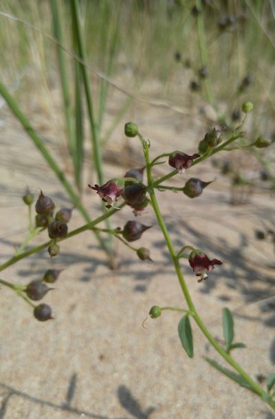 Scrophularia incisa, photographed by Юлия