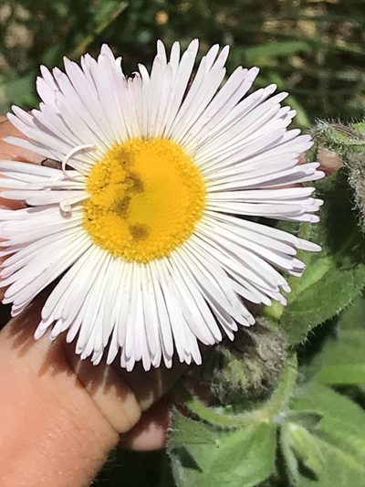 Erigeron elatior, photographed by Luke Padon