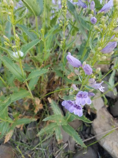Penstemon venustus, photographed by Jon Eilers