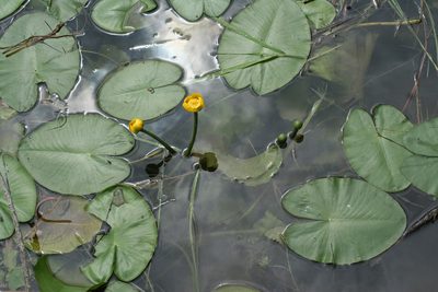 Nuphar pumila, photographed by Oleg Kosterin