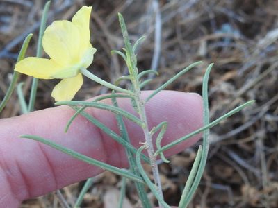 Talinum polygaloides, photographed by Sam Kieschnick