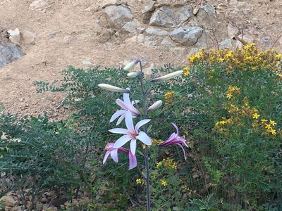 Lilium washingtonianum, photographed by Hilary Rose Dawson
