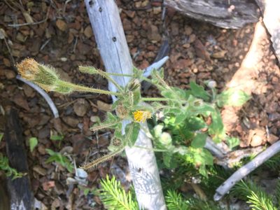 Arnica spathulata, photographed by Hilary Rose Dawson