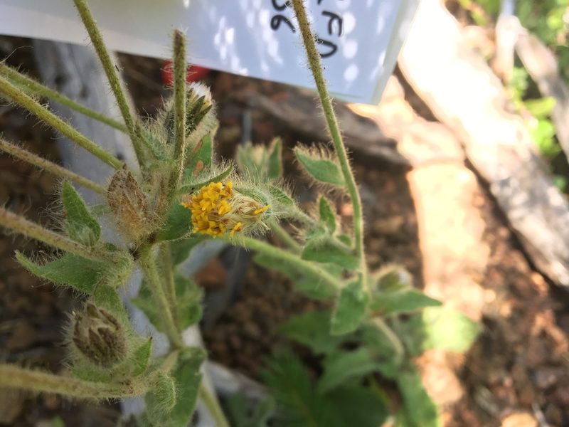 Arnica spathulata, photographed by Hilary Rose Dawson