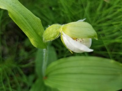 Cypripedium passerinum, photographed by Syd Cannings