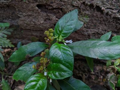 Ophiorrhiza pumila, photographed by Cheng-Te Hsu