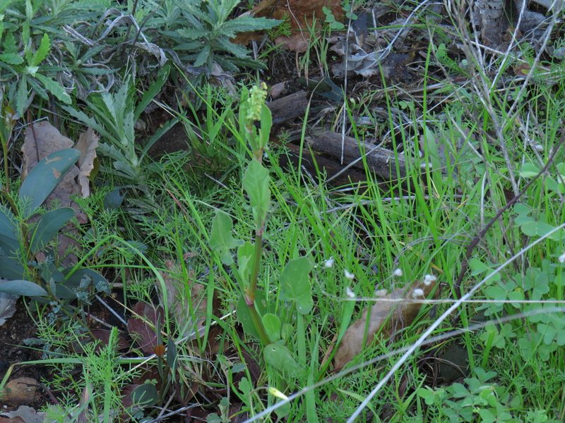 Rumex lativalvis, photographed by Jeremy Gilmore