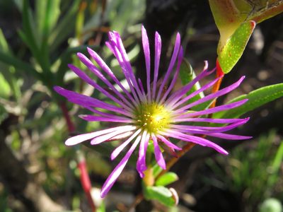 Erepsia anceps, photographed by Jeremy Gilmore