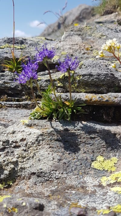 Phyteuma globulariifolium, photographed by ROMAGNOLO Filippo