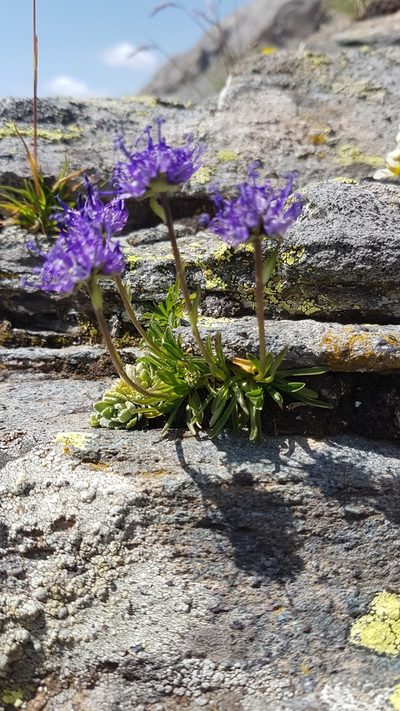 Phyteuma globulariifolium, photographed by ROMAGNOLO Filippo