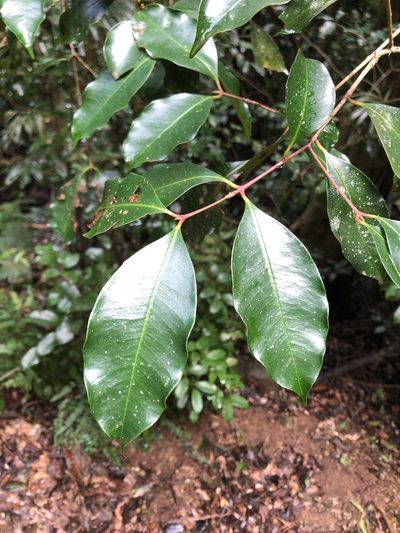 Syzygium crebrinerve, photographed by Greg Tasney