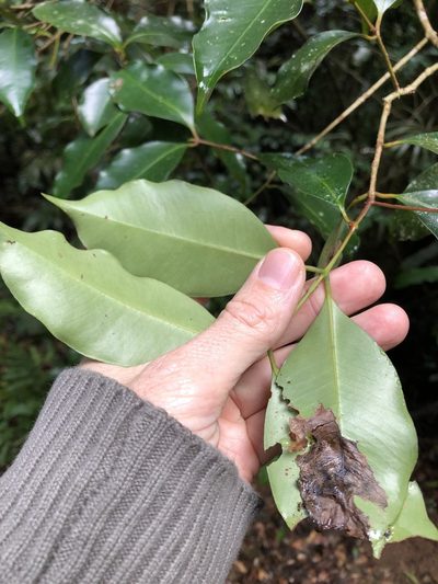 Syzygium crebrinerve, photographed by Greg Tasney