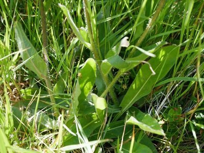 Hypochaeris uniflora, photographed by Wolfgang Jauch