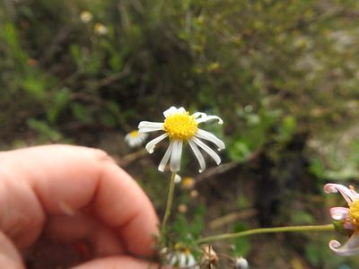 Felicia hyssopifolia, photographed by Matthew Fainman