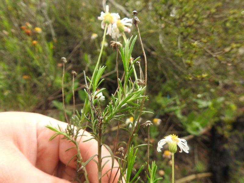 Felicia hyssopifolia, photographed by Matthew Fainman