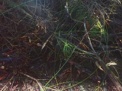 Dracophyllum sinclairii, photographed by Jenny Christianson