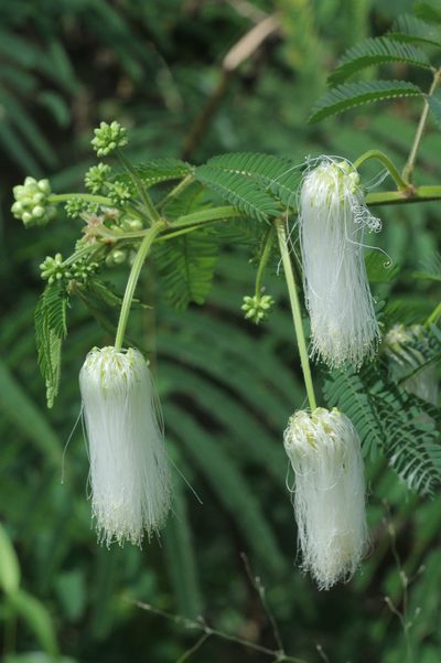 Zapoteca portoricensis, photographed by Franz Anthony