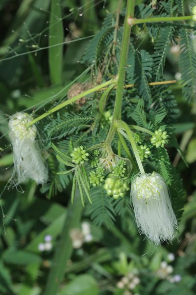 Zapoteca portoricensis, photographed by Franz Anthony