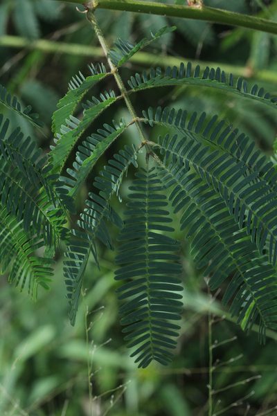 Zapoteca portoricensis, photographed by Franz Anthony