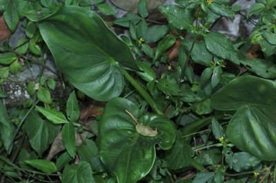 Alocasia cucullata, photographed by Franz Anthony