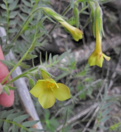 Polemonium pauciflorum, photographed by Laura Gaudette