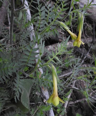 Polemonium pauciflorum, photographed by Laura Gaudette