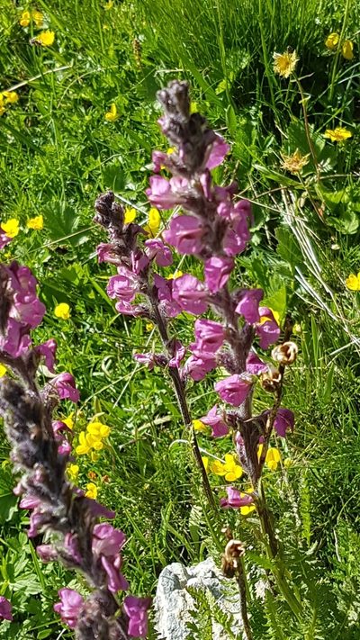 Pedicularis rostratospicata, photographed by ROMAGNOLO Filippo
