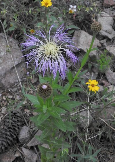 Plectocephalus rothrockii, photographed by Laura Gaudette